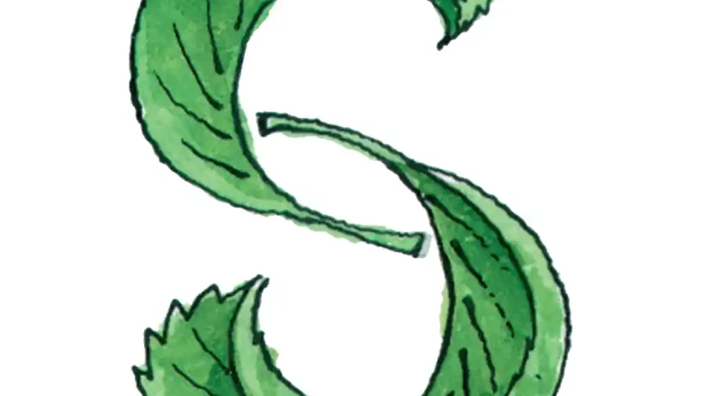 «Տ» տառի ուսուցում